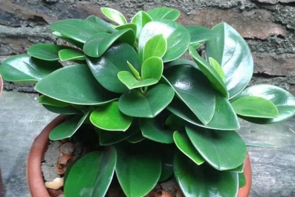 綠植紅碧玉怎么養(yǎng)，碧玉綠植適合室內(nèi)養(yǎng)嗎
