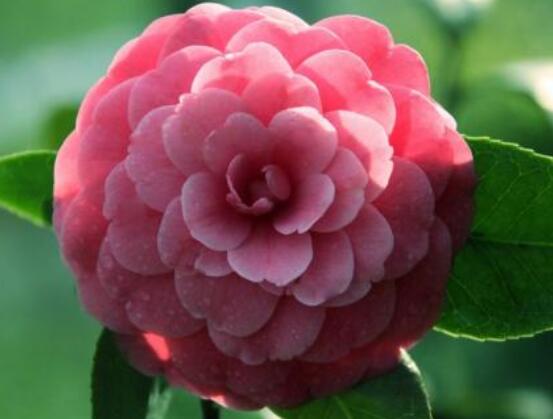 家里為什么不能養(yǎng)茶花，寓意對(duì)家人和自己不好(兇兆)