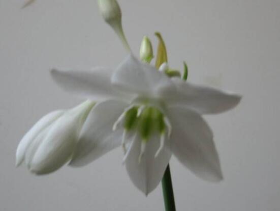 南美水仙的養(yǎng)殖方法，七大步驟幫你養(yǎng)的青翠欲滴