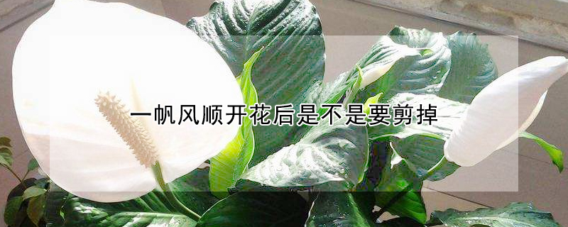 一帆風(fēng)順開花后是不是要剪掉