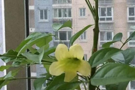 幸福樹什么時候開花，幸福樹的花語是什么