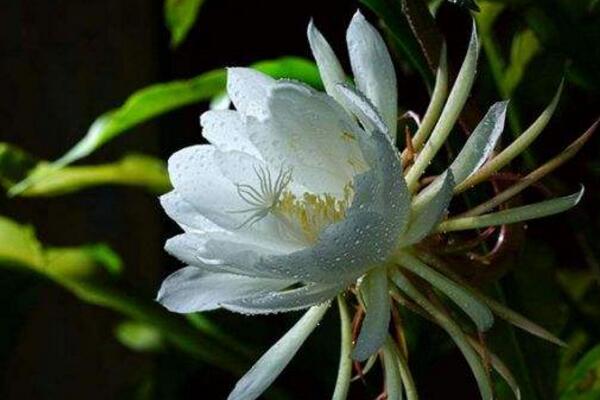 曇花多久開一次花，樹齡達(dá)到3年以后每年開一次花