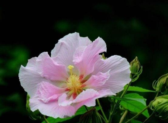 芙蓉花的花語和傳說，代表著脫俗持久、高潔之士、纖細之美