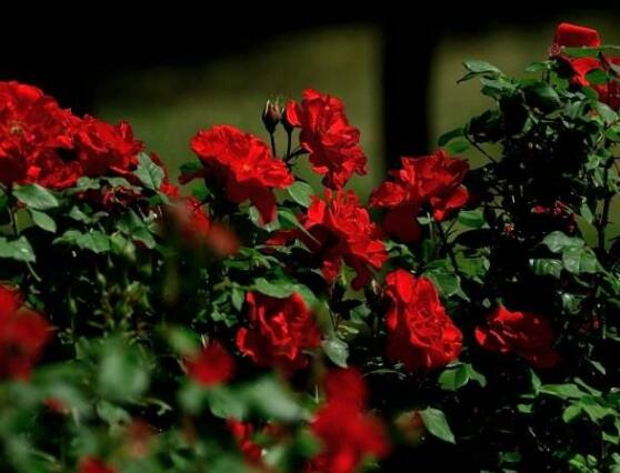 薔薇花圖片大全，細數(shù)薔薇花八種圖片大全