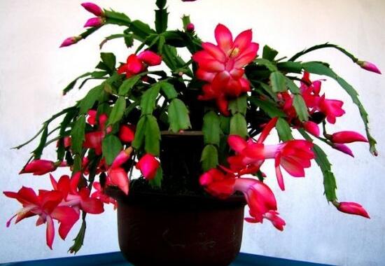 蟹爪蘭花期可以澆水嗎，教你五點(diǎn)基本步驟便可花開茂盛