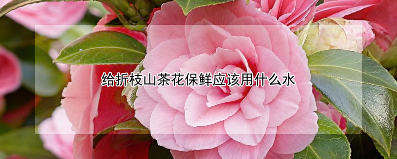 給折枝山茶花保鮮應(yīng)該用什么水