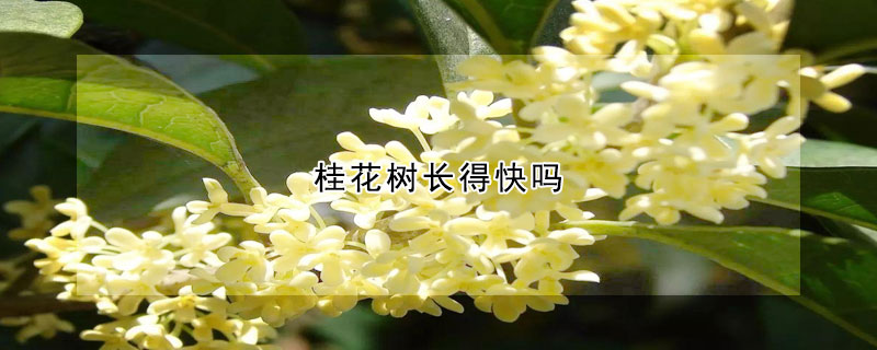 桂花樹(shù)長(zhǎng)得快嗎