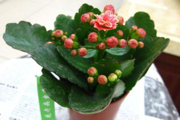 長壽花怎么養(yǎng)開花多，三個方面做好即可花開爆盆