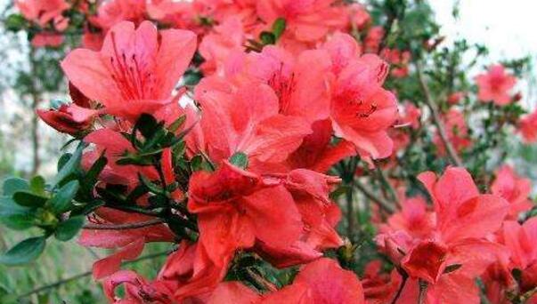 杜鵑花掉葉子怎么辦，找到原因正確的處理