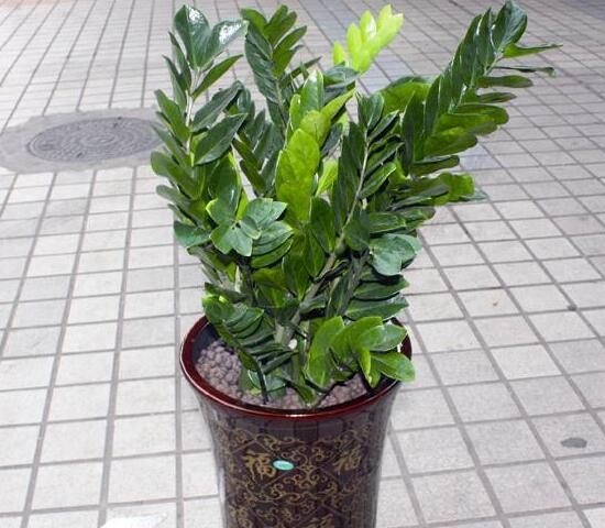 金錢樹冬夏怎么養(yǎng)，金錢樹的冬夏養(yǎng)護問題