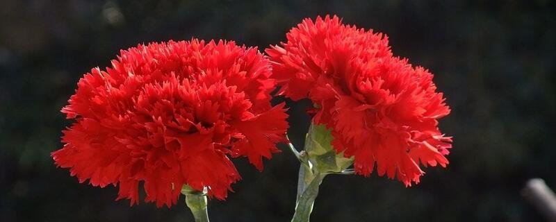 紅色康乃馨花語(yǔ)