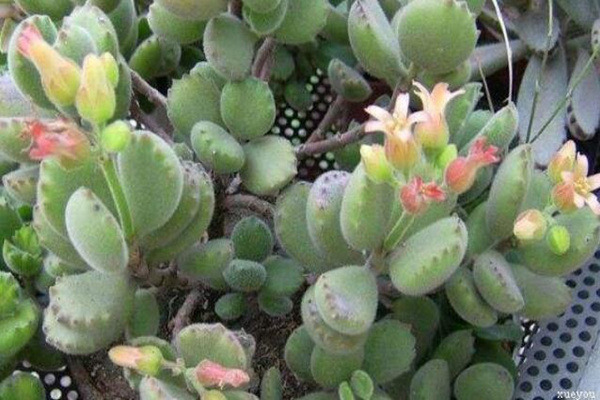 熊童子夏天怎么澆水，保持土壤微微濕潤即可