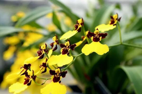 盆栽蘭花怎么養(yǎng)，五種植方法和技巧教你養(yǎng)好蘭花
