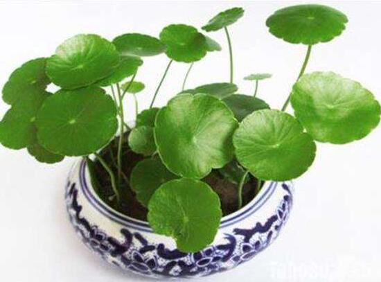 銅錢草有毒嗎，銅錢草可以放在臥室嗎