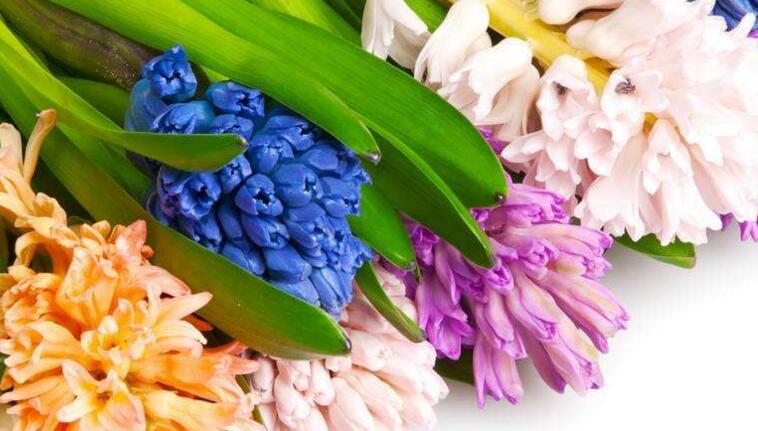 水仙花和風(fēng)信子的區(qū)別，從3個(gè)方面了解不同之處