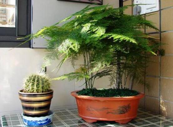 文竹花語，代表著永恒、朋友純潔的心、永遠不變