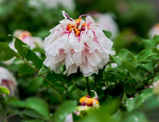 牡丹花什么時候開，牡丹花在每年5月開花(一年開一次)