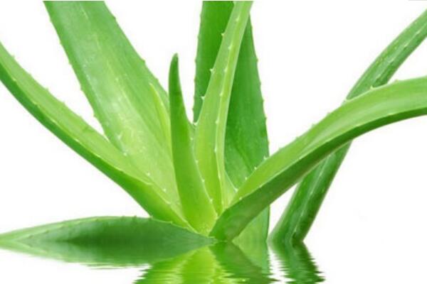 蘆薈葉片干了怎么辦，五種原因以及解決辦法