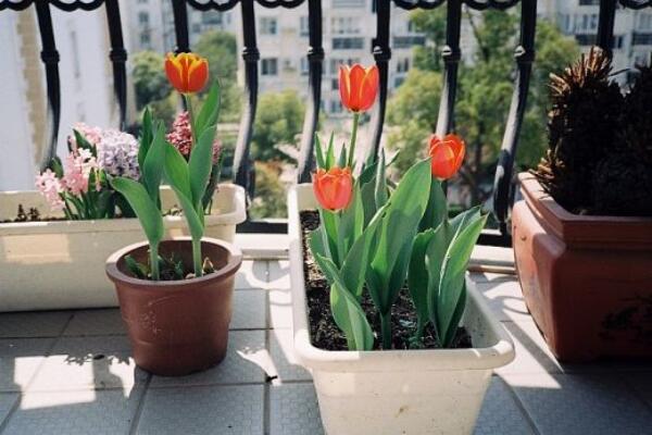郁金香的種植方法，五步教你快速掌握分球種植
