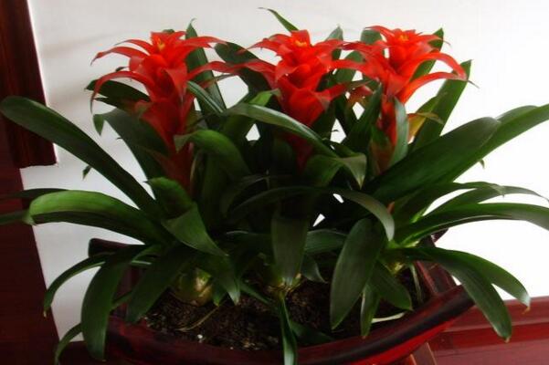 鴻運(yùn)當(dāng)頭為什么不紅了，5種原因以及處理方法