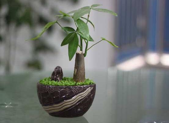 怎么讓發(fā)財(cái)樹長高，老農(nóng)教你六種長高好方法