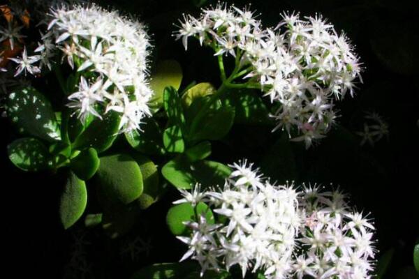 燕子掌多久開花，正常情況下養(yǎng)殖2-3年才能開花