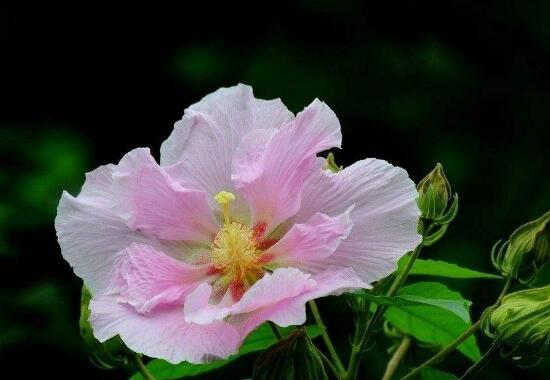 芙蓉花什么時(shí)候開，芙蓉花一年開幾次花