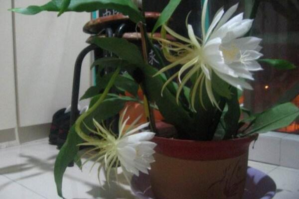 曇花葉子發(fā)黃怎么辦，分析問題的原因并及時處理