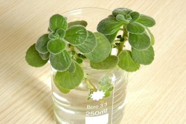 碰碰香爛根怎么辦，剪除爛根重新栽種