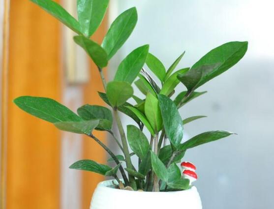 金錢樹開花后怎么處理，，老農(nóng)總結(jié)出四種處理辦法