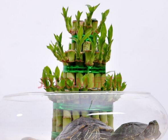 富貴竹的水培方法，水質(zhì)要求特別高