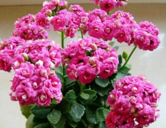 長(zhǎng)壽花冬天怎么養(yǎng)，長(zhǎng)壽花的養(yǎng)殖方法和注意事項(xiàng)