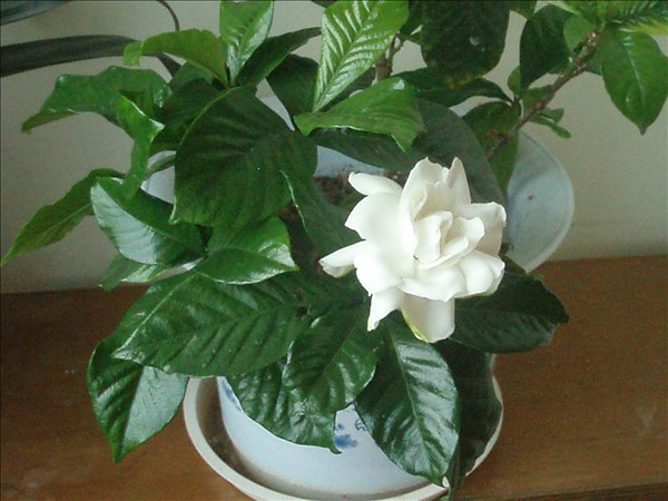 梔子花什么時(shí)候澆水，一天中最佳澆水時(shí)間是清晨和傍晚
