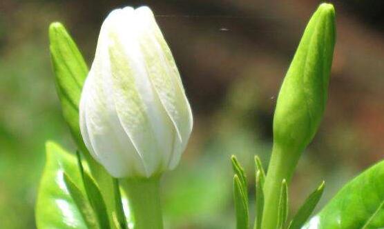 最美梔子花圖片欣賞，潔白無瑕、芳香素雅