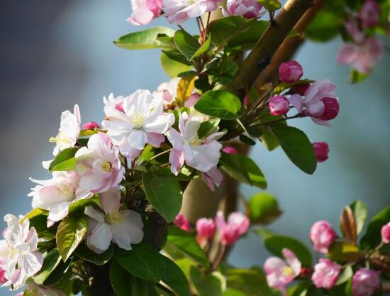 海棠花葉子發(fā)黃怎么辦，海棠花葉子發(fā)黃解決辦法