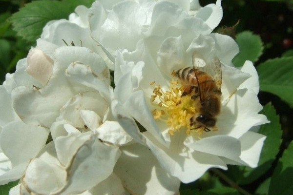 薔薇花什么時(shí)候種植