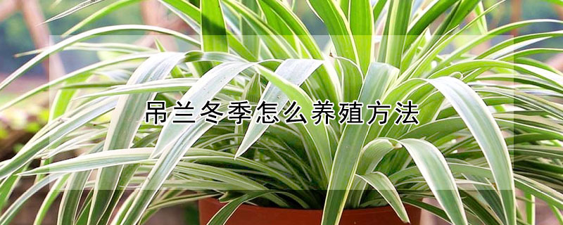 吊蘭冬季怎么養(yǎng)殖方法