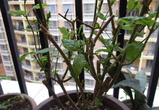 茉莉花怎么修剪，茉莉花修剪方法