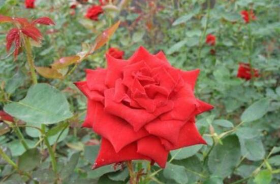 月季花有毒嗎，月季花可以吃嗎(無毒可食用)