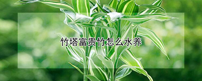 竹塔富貴竹怎么水養(yǎng)