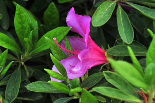 杜鵑花干葉子怎么補(bǔ)救