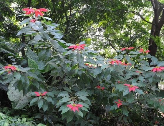 一品紅有毒嗎，一品紅可以放在室內(nèi)養(yǎng)嗎