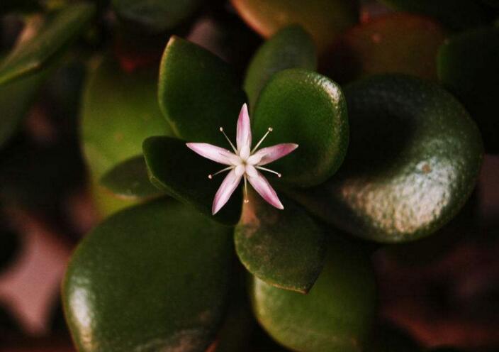 玉樹花和燕子掌的區(qū)別，葉片上的3處不同