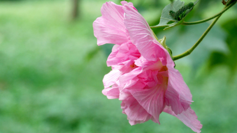 芙蓉花小苗怎么養(yǎng)護