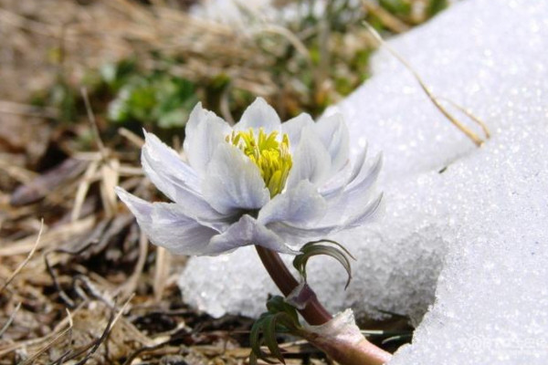 雪蓮花花語(yǔ)