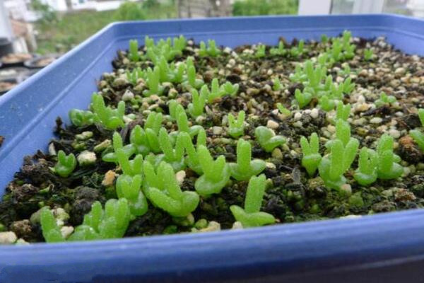 碧光環(huán)種子的種植方法，可以通過以下4步來進(jìn)行