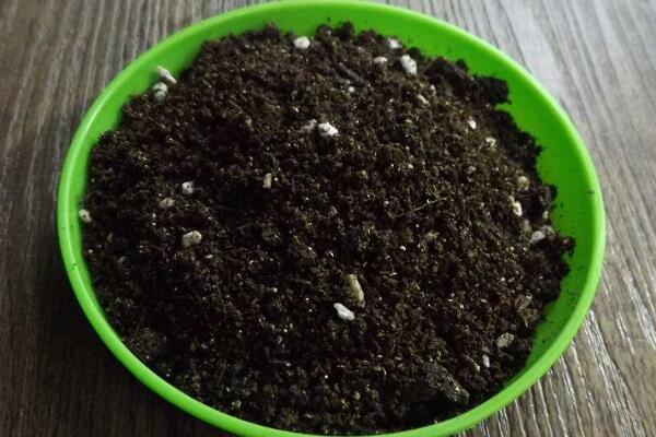 櫻花的種植方法，5步即可完成櫻花的種植