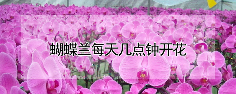 蝴蝶蘭每天幾點(diǎn)鐘開(kāi)花