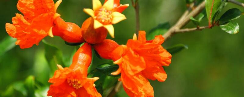 石榴花的花語(yǔ)和寓意