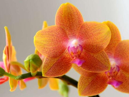 蝴蝶蘭花怎么養(yǎng)，教你七種好方法養(yǎng)的郁郁蔥蔥